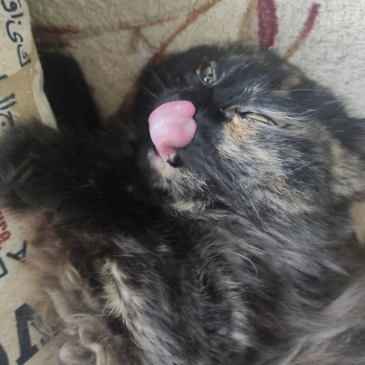 Даниил Чебуров