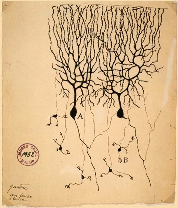 Слово "neûron" является транслитерацией латинского слова "neuron", которое в свою очередь происходит от греческого "νεῦρον" (neûron) | Сетка — социальная сеть от hh.ru