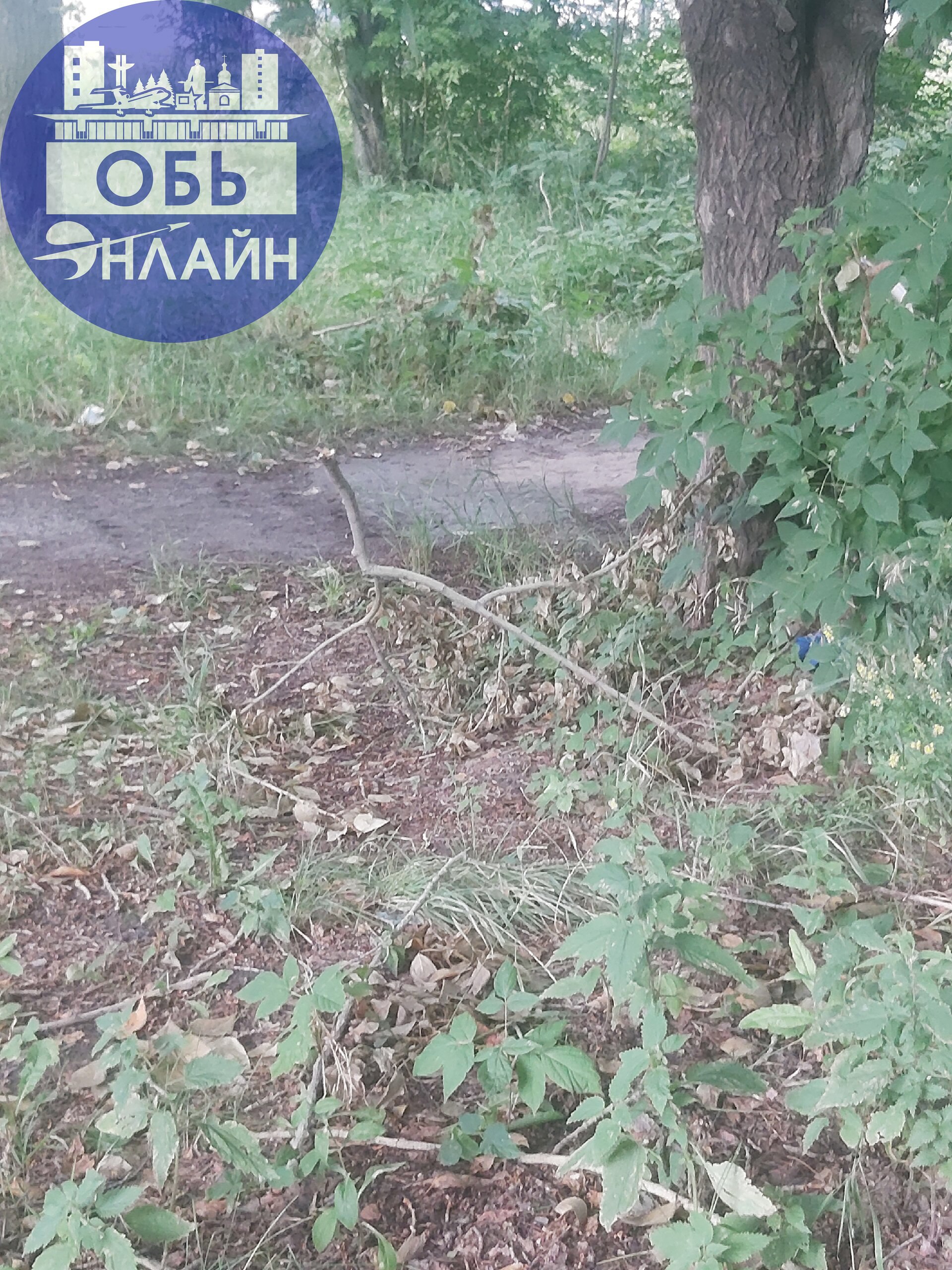 ↗ Три недели прошло после сильного ветра, до сих пор ничего не убрали, 3 раза администрация отвечала, что уберут, итог на фото.
Между домами по ул. Геодезическая 9, 11, 6Б | Сетка — социальная сеть от hh.ru