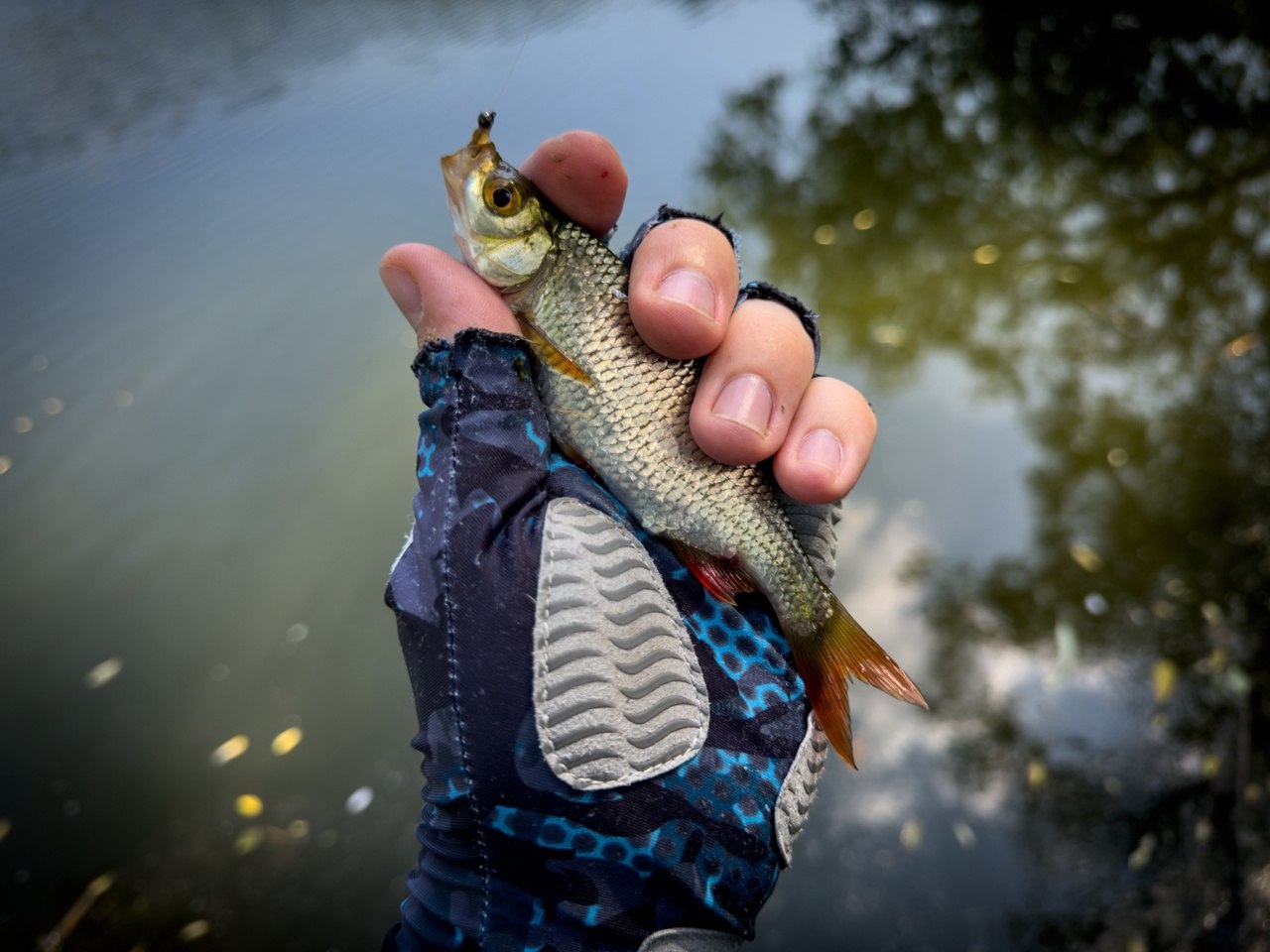 Лето в разгаре, и если большинство рыболовов спасаются от зноя ранними зорьками, то для спиннингистов это время – отличный шанс поохотиться за краснопёркой | Сетка — социальная сеть от hh.ru