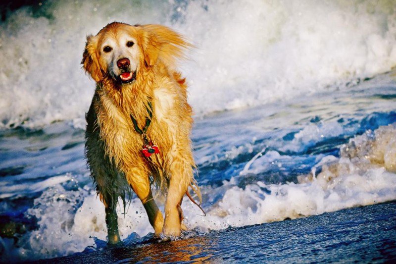 Book A Dog-Friendly Beach Getaway To Asbury Park
A Golden Retriever runs through Atlantic Ocean waves in Asbury Park, New Jersey.
Summer is perfect for beach getaways, especially with your dog | Сетка — социальная сеть от hh.ru