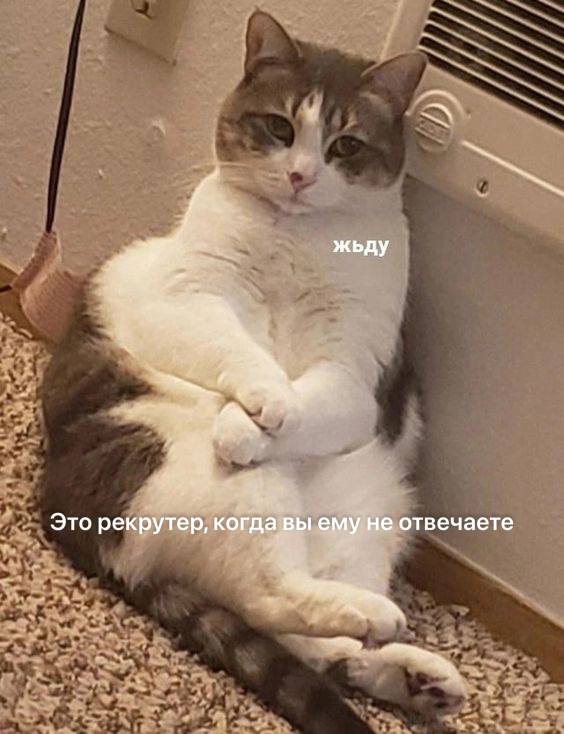 Почему важно отвечать рекрутерам, даже если вы не ищете работу
«Спасибо, но я не в поиске».
Эта фраза может стать вашим билетом в будущее | Сетка — социальная сеть от hh.ru