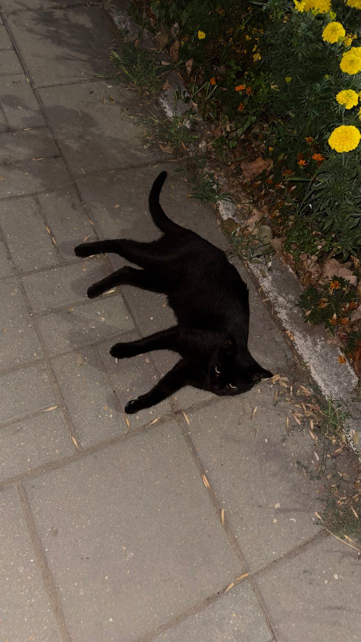 Дагестан это обитель кошек, а еще тут очень дружелюбно и чувствуешь себя безопасно даже ночью в самых темных районах) | Сетка — социальная сеть от hh.ru
