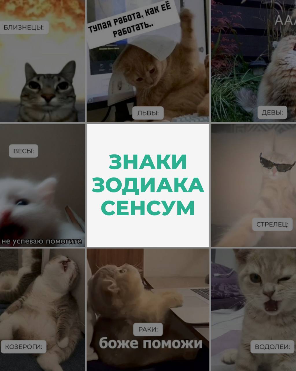 Знаки зодиака на работе, как коты 🐾
Продолжение в комментариях 👇🏻 | Сетка — социальная сеть от hh.ru