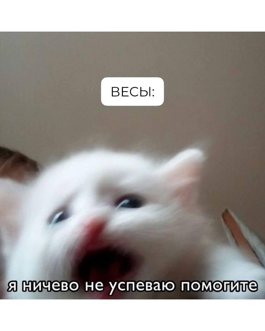 Знаки зодиака на работе, как коты 🐾
Продолжение в комментариях 👇🏻 | Сетка — социальная сеть от hh.ru