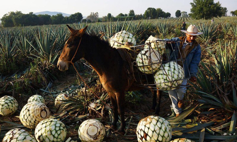 Land Tequila Guadalajara’s
Jalisco is the heart of tequila production in Mexico, and Guadalajara stands as its lively capital | Сетка — социальная сеть от hh.ru