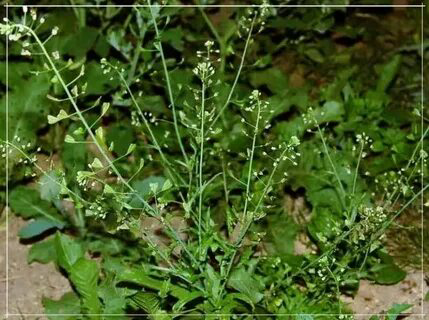 🔥🔥🔥🔥🔥🔥🔥🔥🔥🔥🔥🔥🔥🔥ЗДРАВСТВУЙТЕ, МОИ ДОРОГИЕ И  ГОРЯЧО ЛЮБИМЫЕ ПОДПИСЧИКИ! 👋  
🌿С Вами вновь LadyMari,🌺 и сегодня мы поговорим о скромной, но удивительной травке, так похожей на солнечный одуванчик, – паст... | Сетка — социальная сеть от hh.ru