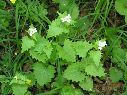 🌿🌿🌿🌿🌿🌿🌿🌿🌿🌿🌿🌿🌿🌿
ПРИВЕТСТВУЮ Вас, МОИ ДОРОГИЕ Подписчики! 👋😍
🌿🌿🌿🌿🌿🌿🌿🌿🌿🌿🌿🌿🌿🌿  
✳️Сегодня я открою для вас секрет одного удивительного растения, которое многие считают сорняком, но на самом деле оно – нас... | Сетка — социальная сеть от hh.ru