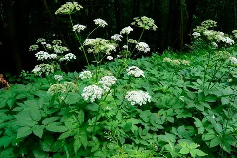 ПРИВЕТ ОТ MicroGreens from LadyMari 🌿
🌺🌺🌺🌺🌺🌺🌺🌺🌺🌺🌺  
♨️СЕГОДНЯ Я ОТКРОЮ ДЛЯ Вас СЕКРЕТ ОДНОГО УДИВИТЕЛЬНОГО, НЕЗАСЛУЖЕННО ЗАБЫТОГО РАСТЕНИЯ – СНЫТЬ ОБЫКНОВЕННОЙ | Сетка — социальная сеть от hh.ru