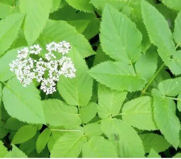 ПРИВЕТ ОТ MicroGreens from LadyMari 🌿
🌺🌺🌺🌺🌺🌺🌺🌺🌺🌺🌺  
♨️СЕГОДНЯ Я ОТКРОЮ ДЛЯ Вас СЕКРЕТ ОДНОГО УДИВИТЕЛЬНОГО, НЕЗАСЛУЖЕННО ЗАБЫТОГО РАСТЕНИЯ – СНЫТЬ ОБЫКНОВЕННОЙ | Сетка — социальная сеть от hh.ru