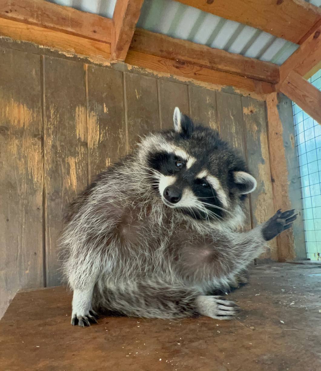 🦝 Енот с Городской фермы на ВДНХ шлёт привет и желает всем отличных выходных
📲Подпишитесь на Вдвижении
В этом посте были ссылки, но мы их удалили по правилам Сетки | Сетка — социальная сеть от hh.ru