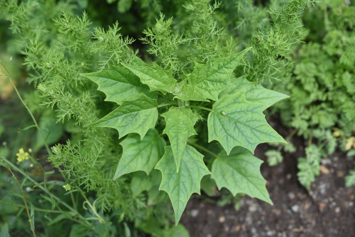 ПРИВЕТСТВУЮ Вас, МОИ ДОРОГИЕ! 👋  
С Вами LadyMari, ❤️и я шлю Вам лучистого настроения из самого сердца природы! 🌿  
Ох, как же щедра и прекрасна наша Земля, сколько дивных растений она нам дарит! Сего... | Сетка — социальная сеть от hh.ru