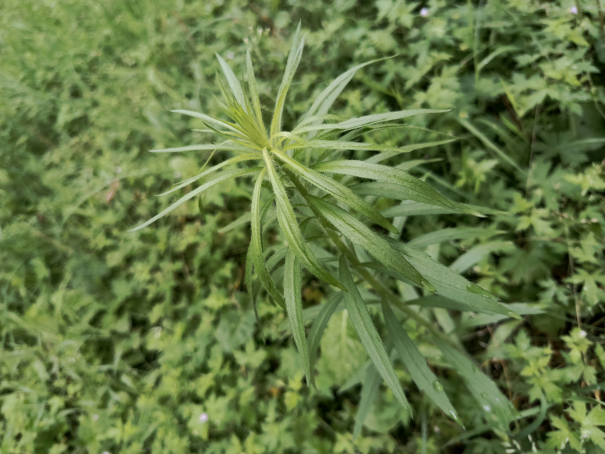 👋 ПРИВЕТСТВУЮ Вас, МОИ ДОРОГИЕ ПОДПИСЧИКИ!
С Вами LadyMari 🌿, и сегодня я хочу поведать Вам об удивительном даре природы – КИПРЕЙ УЗКОЛИСТНОГО (ИВАН-ЧАЯ) | Сетка — социальная сеть от hh.ru
