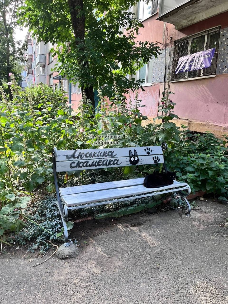 😻 Когда ты — настоящая королева двора!
В Ставрополе на улице 50 лет ВЛКСМ есть кошка Люська и, судя по фото, её здесь любят ❤️ | Сетка — социальная сеть от hh.ru