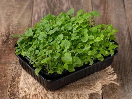 ПРИВЕТ ОТ MicroGreens from LadyMari 🌿
🌿🌿🌿🌿🌿🌿🌿🌿🌿🌿🌿🌿🌿🌿
СЕГОДНЯ Я ПОВЕДАЮ Вам О ВОСХИТИТЕЛЬНОЙ МИКРОЗЕЛЕНИ – МЯТЕ ПЕРЕЧНОЙ! 🌿🌿🌿🌿🌿🌿🌿🌿
Это не просто тренд, а настоящий кладезь пользы и вкуса, который легко... | Сетка — социальная сеть от hh.ru