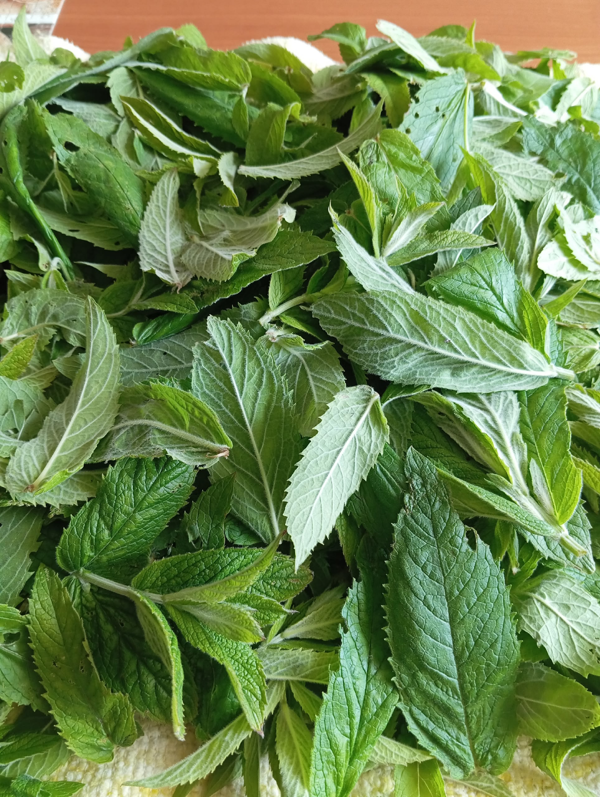 ПРИВЕТ ОТ MicroGreens from LadyMari 🌿
🌿🌿🌿🌿🌿🌿🌿🌿🌿🌿🌿🌿🌿🌿
СЕГОДНЯ Я ПОВЕДАЮ Вам О ВОСХИТИТЕЛЬНОЙ МИКРОЗЕЛЕНИ – МЯТЕ ПЕРЕЧНОЙ! 🌿🌿🌿🌿🌿🌿🌿🌿
Это не просто тренд, а настоящий кладезь пользы и вкуса, который легко... | Сетка — социальная сеть от hh.ru