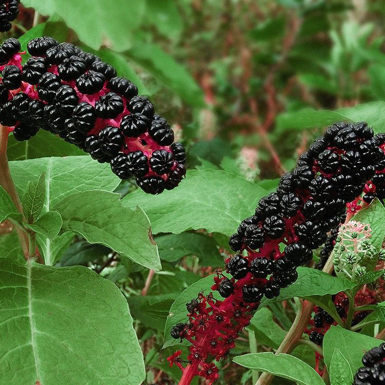 🔅🔅🔅🔅🔅🔅🔅🔅🔅🔅🔅🔅🔅🔅
ПРИВЕТСТВУЮ Вас ВНОВЬ, ОЧАРОВАТЕЛЬНЫЕ МОИ! С Вами, КАК И ПРЕЖДЕ, LadyMari, ВСЯ В ЗЕЛЕНИ И ВДОХНОВЕНИИ! 🌿  
♨️Сегодня я открою вам тайну дивного растения – ФИТОЛАККА ЯГОДНОЙ, чей облик т... | Сетка — социальная сеть от hh.ru