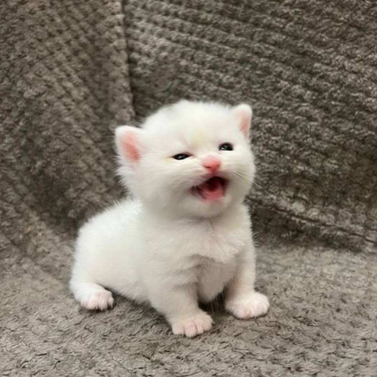 Татьяна Корниловская