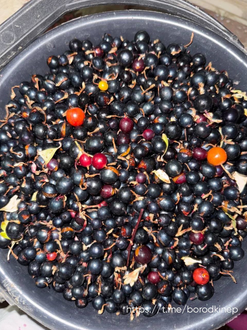 Вот оно, счастье выходного дня! Ароматные домашние🥟 вареники с летней ягодой и наш 👶 главный дегустатор | Сетка — социальная сеть от hh.ru