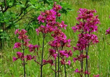 🌺🌺🌺🌺🌺🌺🌺🌺🌺🌺🌺🌺🌺🌺
ПРИВЕТСТВУЮ Вас, МОИ ДОРОГИЕ ЧИТАТЕЛИ 👋
🌺🌺🌺🌺🌺🌺🌺🌺🌺🌺🌺🌺🌺🌺
СЕГОДНЯ Я ХОЧУ ВОСПЕТЬ ОДУВАНЧИКОВ КРАСОТЕ, ИМЯ КОТОРОЙ – СМОЛКА КЛЕЙКАЯ | Сетка — социальная сеть от hh.ru