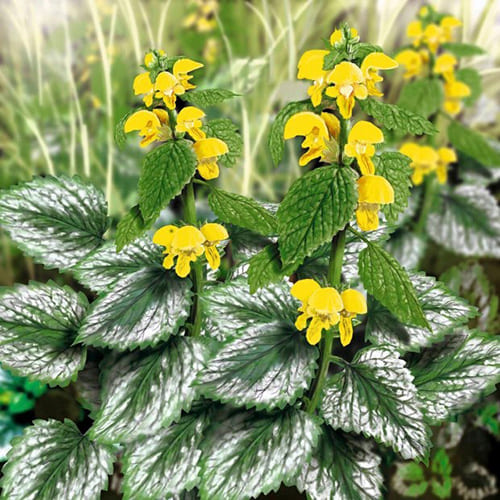 ПРИВЕТ 👋🌺🌺🌺🌺🌺🌺🌺🌺🌺🌺🌺🌺🌺🌺🌺🌺🌺🌺🌺🌿🌿🌿🌿🌿🌿🌿🌿🌿🌿🌿🌿🪷️🪷🪷🪷🪷🪷🪷
❤️
СЕЙЧАС РАССКАЖУ Вам ПРО ЯСНОТКА ЗЕЛЕНЧУКОВАЯ (ЖЁЛТУЮ).
❤️
1️⃣ЧЕМ ОНА ПОЛЕЗНА?
Яснотка зеленчуковая – настоящий кладезь витаминов и микроэлементов | Сетка — социальная сеть от hh.ru