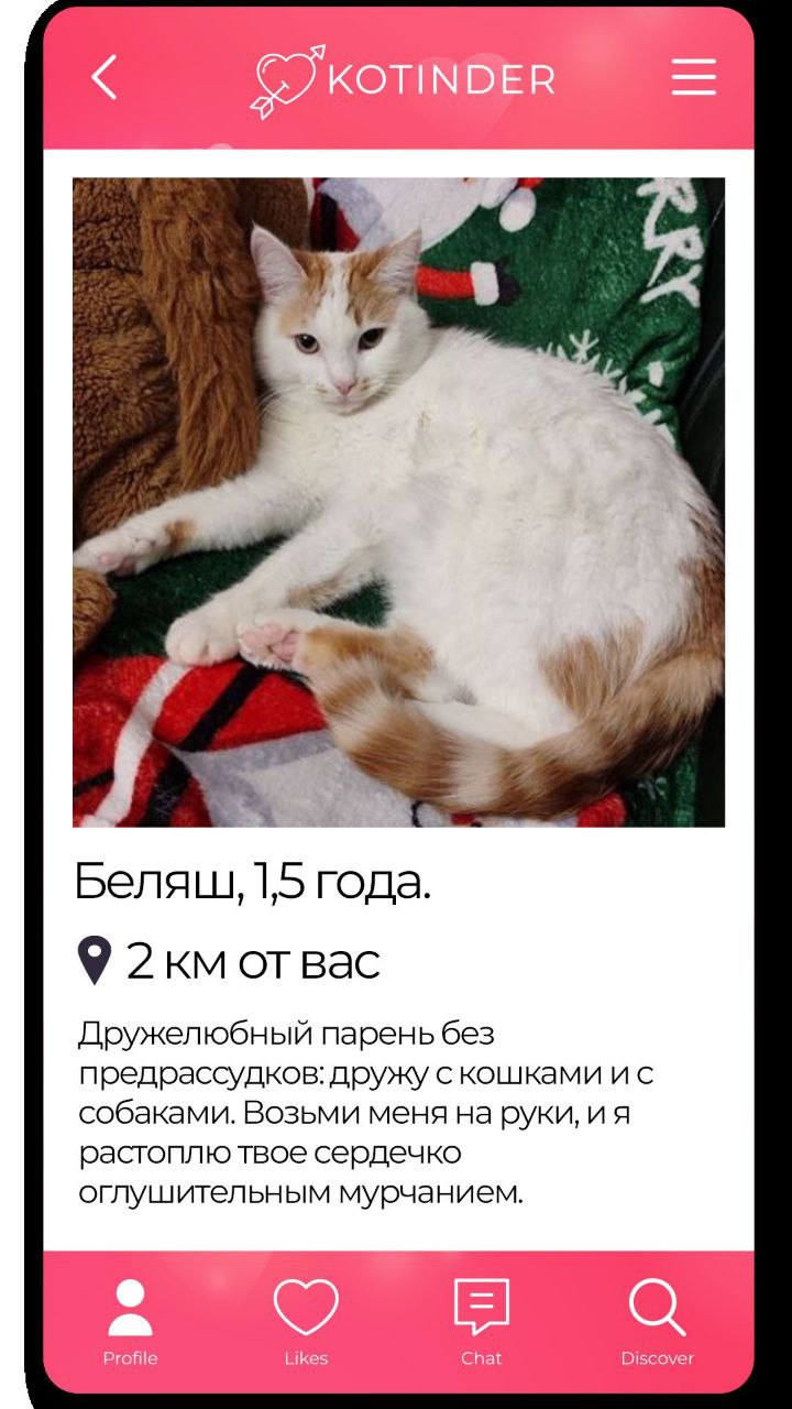 «В отличие от Тиндера, хочется забрать их всех». Приют Доброхвост придумал Котиндер — дейтинг для тех, кто разочаровался в этих тиндерах, и просто хочет найти кошечку | Сетка — социальная сеть от hh.ru