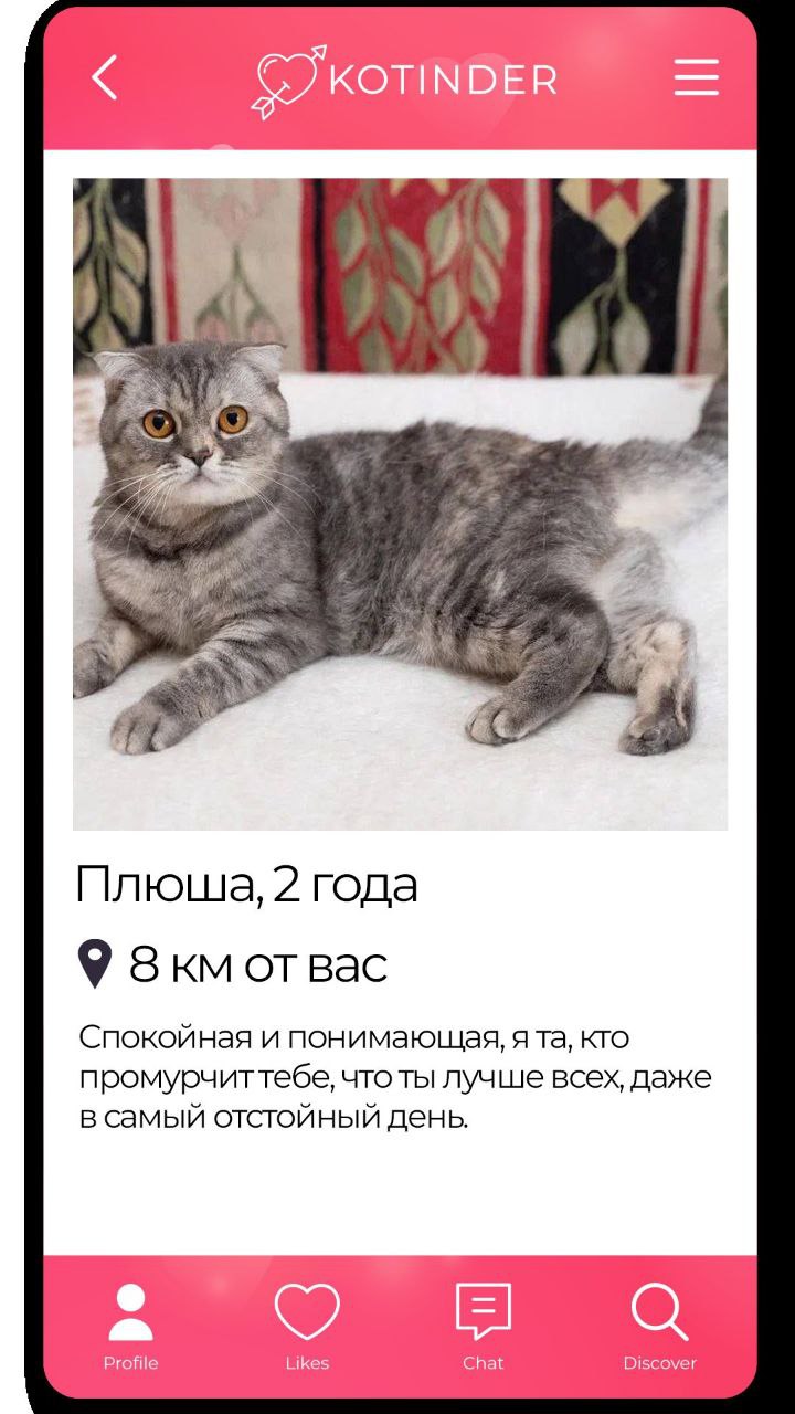 «В отличие от Тиндера, хочется забрать их всех». Приют Доброхвост придумал Котиндер — дейтинг для тех, кто разочаровался в этих тиндерах, и просто хочет найти кошечку | Сетка — социальная сеть от hh.ru