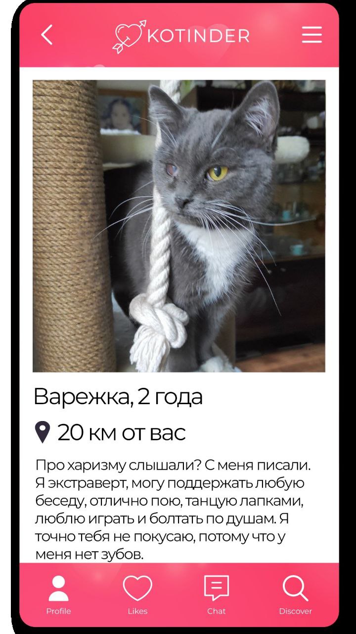 «В отличие от Тиндера, хочется забрать их всех». Приют Доброхвост придумал Котиндер — дейтинг для тех, кто разочаровался в этих тиндерах, и просто хочет найти кошечку | Сетка — социальная сеть от hh.ru