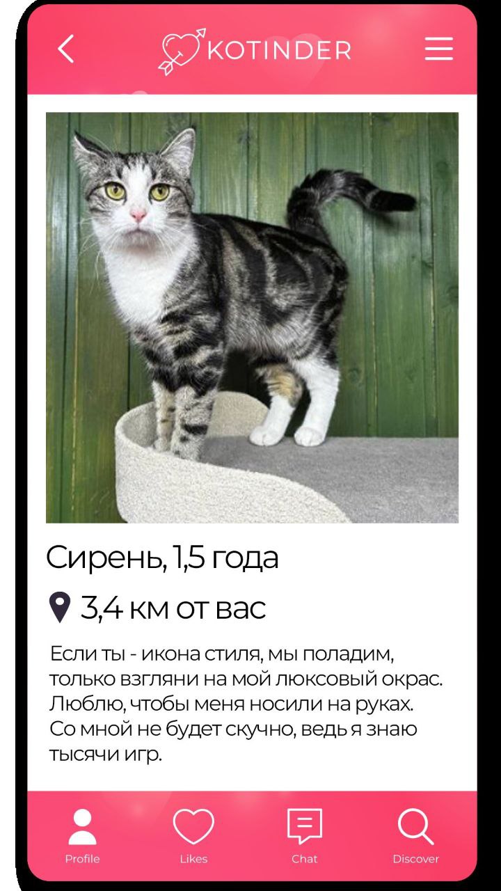 «В отличие от Тиндера, хочется забрать их всех». Приют Доброхвост придумал Котиндер — дейтинг для тех, кто разочаровался в этих тиндерах, и просто хочет найти кошечку | Сетка — социальная сеть от hh.ru