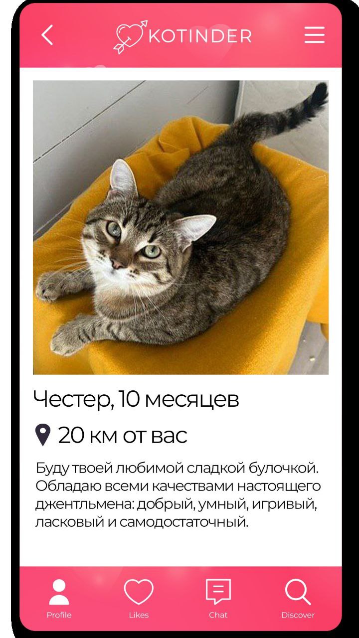 «В отличие от Тиндера, хочется забрать их всех». Приют Доброхвост придумал Котиндер — дейтинг для тех, кто разочаровался в этих тиндерах, и просто хочет найти кошечку | Сетка — социальная сеть от hh.ru