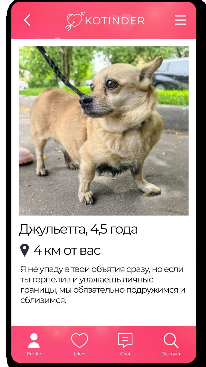 «В отличие от Тиндера, хочется забрать их всех». Приют Доброхвост придумал Котиндер — дейтинг для тех, кто разочаровался в этих тиндерах, и просто хочет найти кошечку | Сетка — социальная сеть от hh.ru