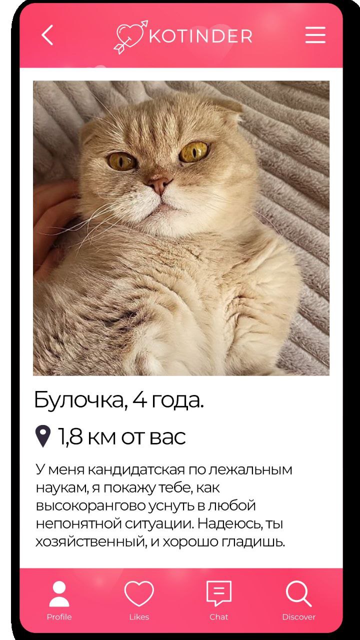 «В отличие от Тиндера, хочется забрать их всех». Приют Доброхвост придумал Котиндер — дейтинг для тех, кто разочаровался в этих тиндерах, и просто хочет найти кошечку | Сетка — социальная сеть от hh.ru