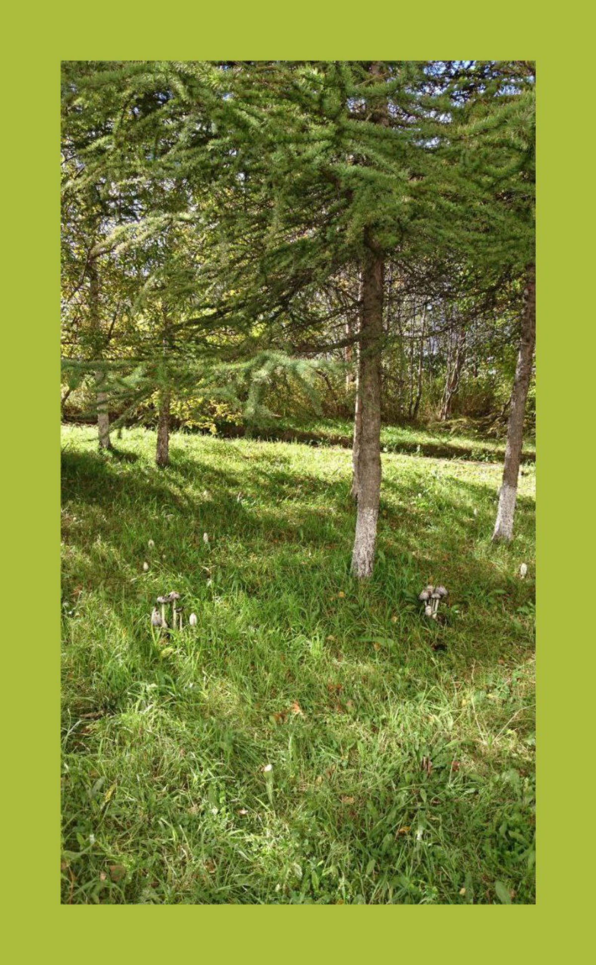 Прелесть Парка! / Park's Beauty! | Сетка — социальная сеть от hh.ru