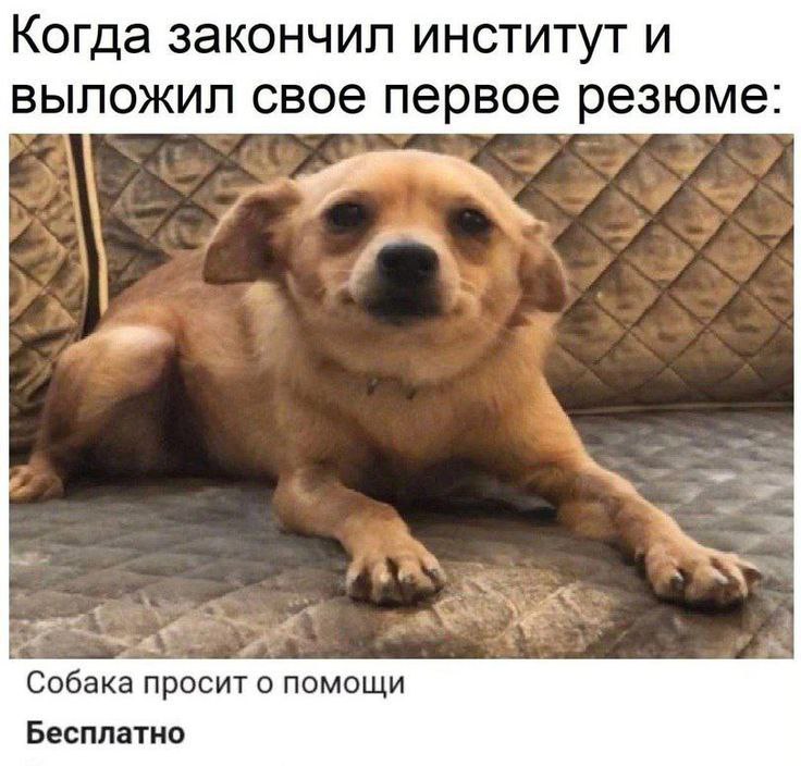 Труженики! 🐝
Первое резюпе всегда волнительно | Сетка — социальная сеть от hh.ru