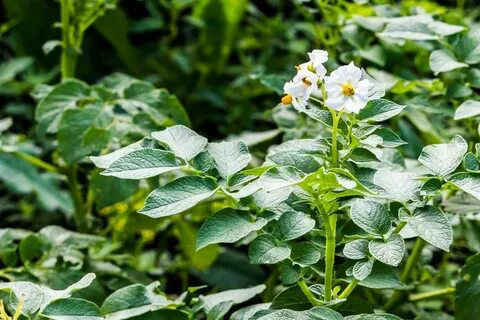СМЕЙТЕСЬ ВМЕСТЕ СО МНОЙ 😁😁😁😁😁😁😁😁😁😁😁😁😁😁😁😁😁😁  
ПРИВЕТИКИ, МОИ НЕНАГЛЯДНЫЙ! С ВАМИ СНОВА ВАША LadyMari, 🌿прямиком из царства огородных тайн и дачных секретов! 🌿 Готовы к порции знаний, от которых у вас к... | Сетка — социальная сеть от hh.ru