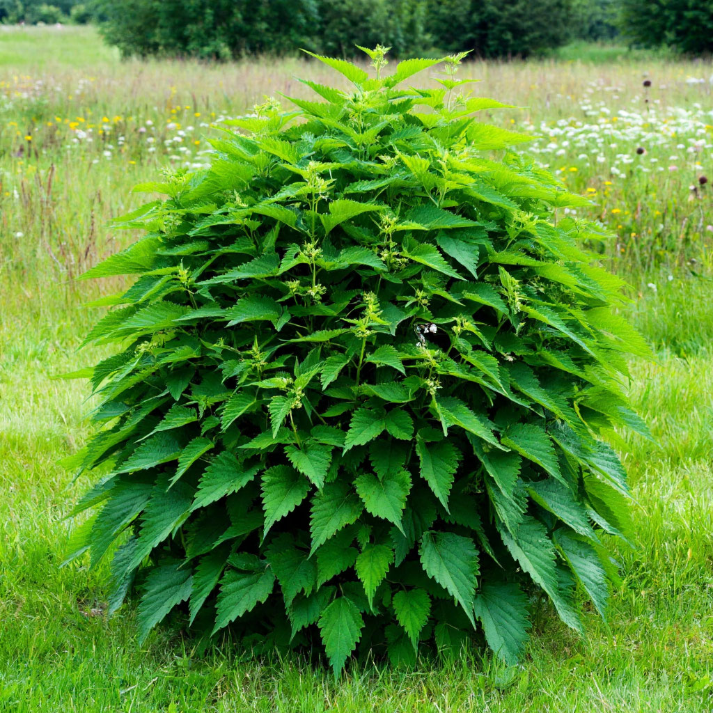 ПРИВЕТ, МОИ ДОРОГИЕ! СНОВА С Вами LadyMari 🌿
🍀🍀🍀
Ох, чувствую, сегодня меня просто распирает от желания поболтать о крапиве! Да-да, о той самой жгучей красотке, которую мы обычно обходим десятой дорог... | Сетка — социальная сеть от hh.ru