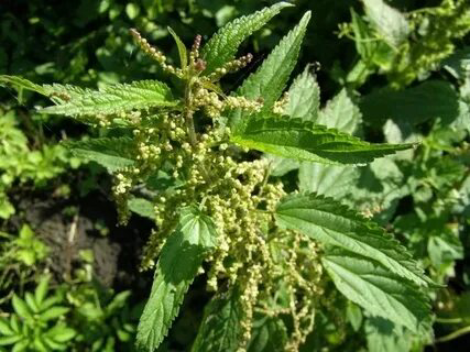 🌺🌺🌺🌺🌺🌺🌺🌺🌿🌿🌿🌿🌿🌿🌿🌿🌿🌿🌿🌿🌿🌿🌺🌺🌺🌺🌺🌺
👋ПРИВЕТСТВУЮ Вас, МОИ ДОРОГИЕ ПОДПИСЧИКИ! LadyMari ШЛЁТ Вам ЛУЧИ ЛЮБВИ И НЕЖНОСТИ! ♥️😘
🌸🌸🌸
🎀СЕГОДНЯ Я ПОВЕДАЮ Вам ОБ УДИВИТЕЛЬНОМ ДАРЕ ПРИРОДЫ – СЕМЕНАХ КРАПИВЫ… 🌿
🌸🌸🌸
Да-... | Сетка — социальная сеть от hh.ru