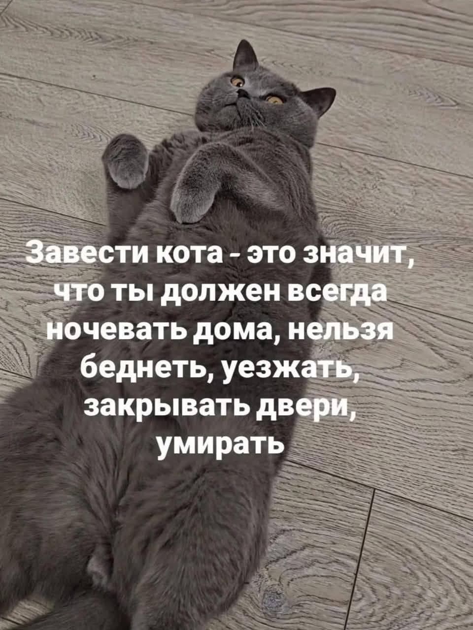 Доброе утро, друзья!☕️
Устала писать на умные темы)) сегодня будет стих! Держатели котэ поймут))
«Кот Марат не уверен в завтрашнем дне»:
Кот Марат не уверен в завтрашнем дне | Сетка — социальная сеть от hh.ru