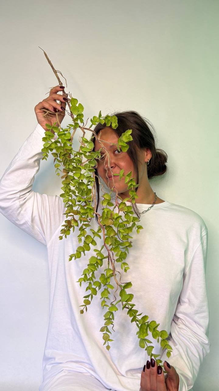 🌿Искусственные растения, которые невозможно отличить от настоящих!
❓Хотите создать уют без хлопот с поливом и уходом? ⚡️Компания Fitostor предлагает высококачественные искусственные растения и цветы с... | Сетка — социальная сеть от hh.ru