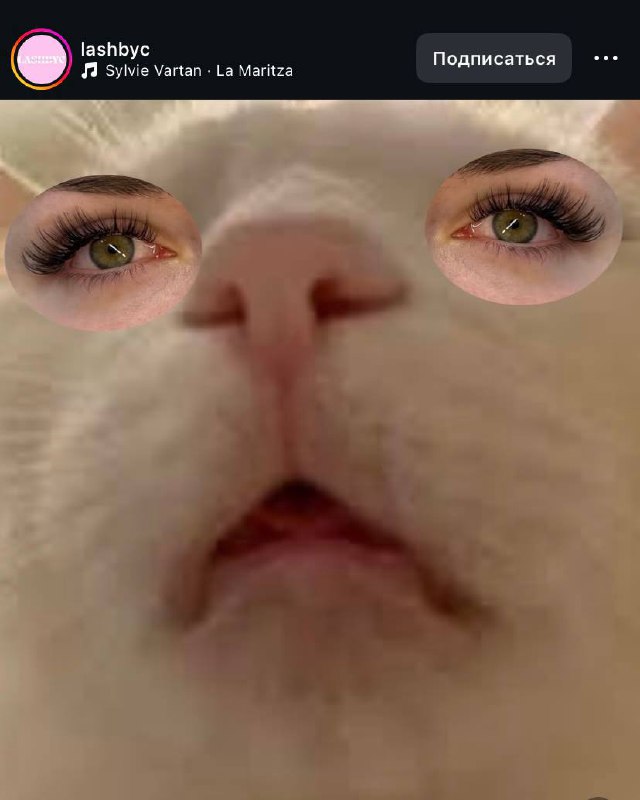 Лайфхак года или котики в маркетинге 😜
Любому массбизнесу (особенно в бьюти сфере), очень сложно выделиться, среди толп конкурентов | Сетка — социальная сеть от hh.ru