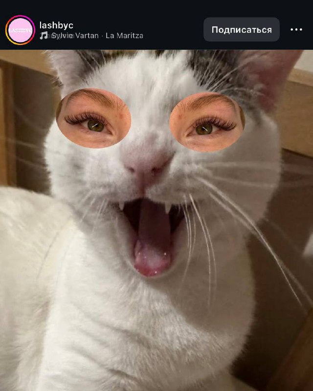 Лайфхак года или котики в маркетинге 😜
Любому массбизнесу (особенно в бьюти сфере), очень сложно выделиться, среди толп конкурентов | Сетка — социальная сеть от hh.ru