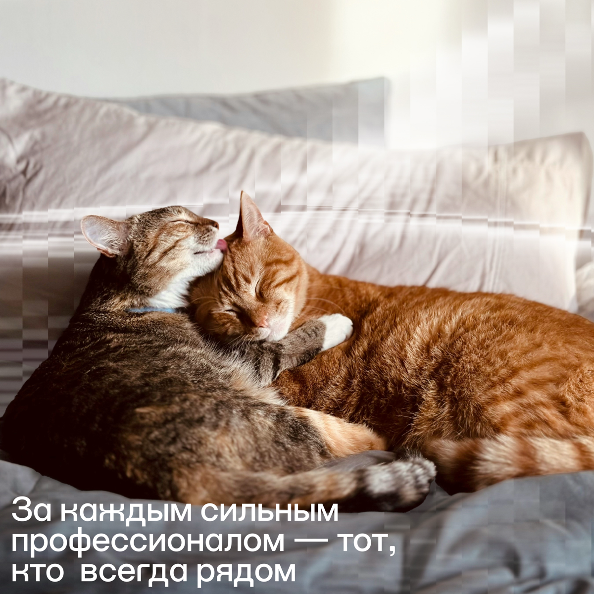 За каждым сильным профессионалом — тот, кто всегда рядом | Сетка — социальная сеть от hh.ru