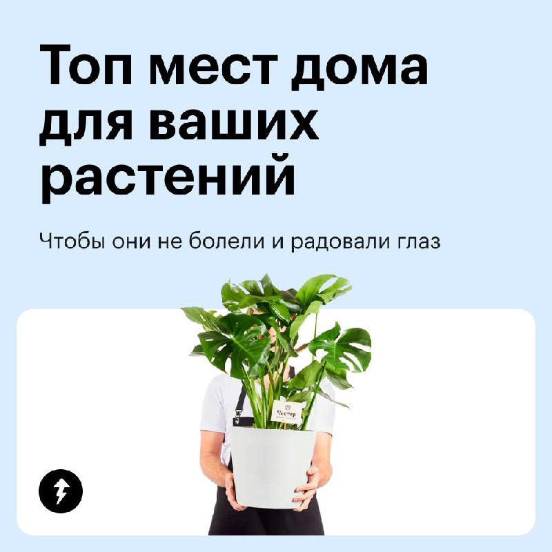 Куда поставить комнатные цветы?
Не каждому растению будет комфортно на подоконнике: листья могут пожелтеть, свернуться или завять | Сетка — социальная сеть от hh.ru