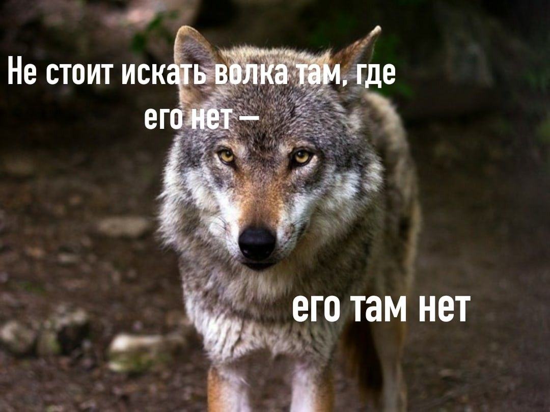 Волки и львы на деле гиены. | Сетка — социальная сеть от hh.ru