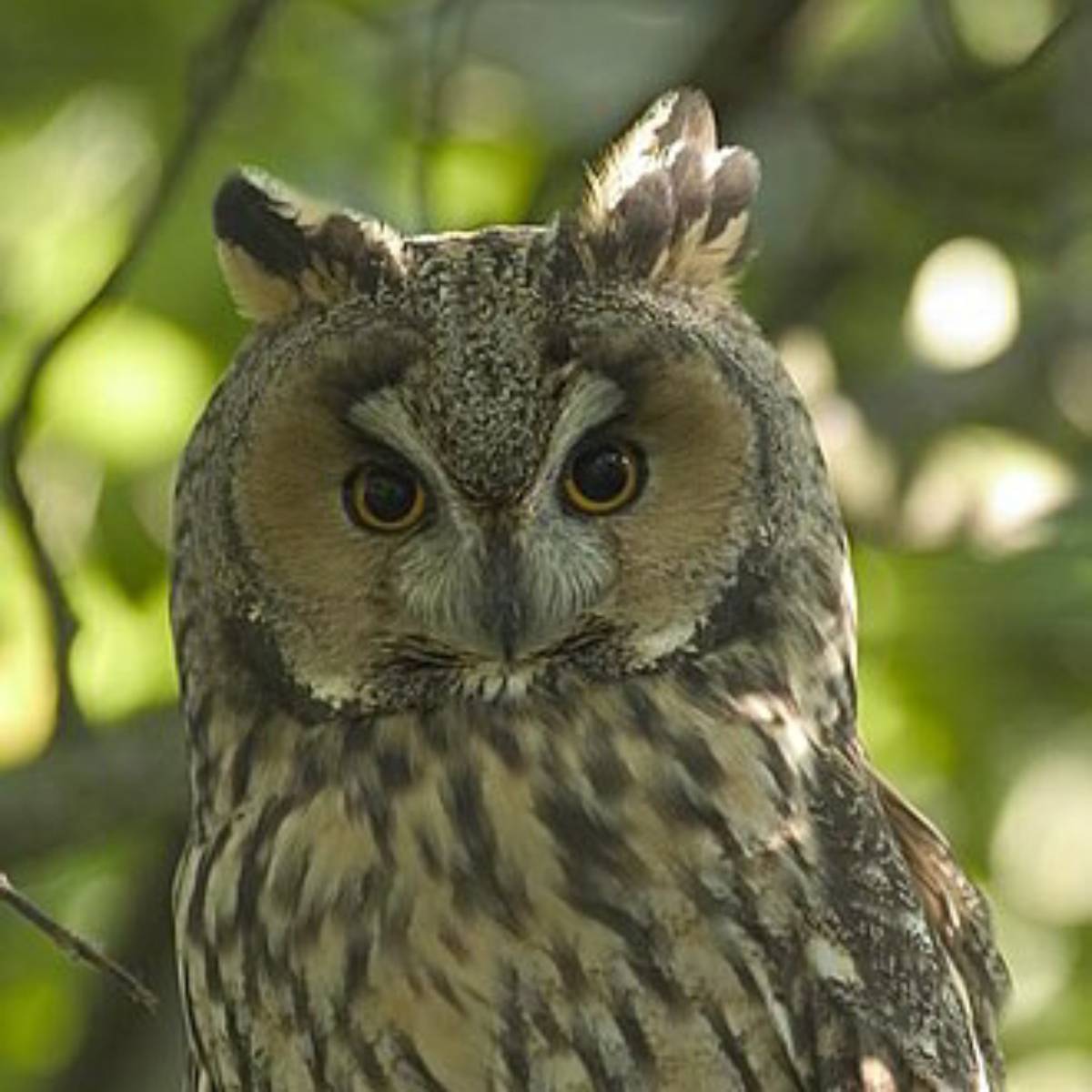 Алексей Караченцев