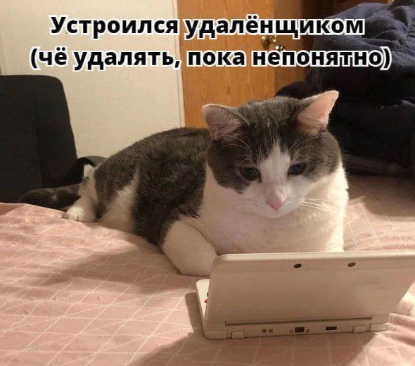 Труженики! 🐝
А все говоря, что работать на удаленке легко.. | Сетка — социальная сеть от hh.ru
