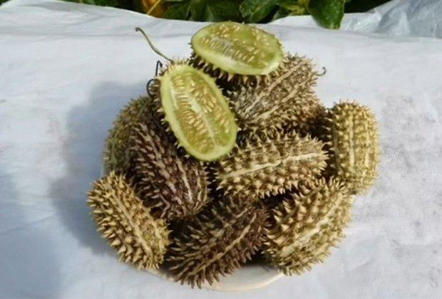 Огуречная гиперфиксация | Сетка — социальная сеть от hh.ru