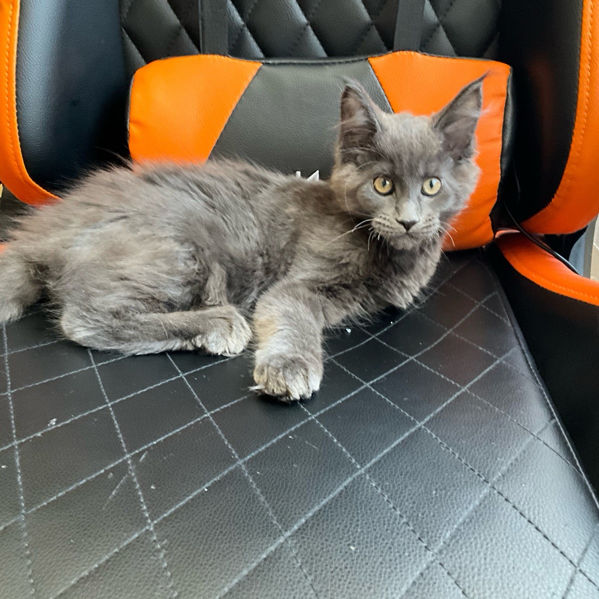 Лера Хометова | Сетка — социальная сеть от hh.ru