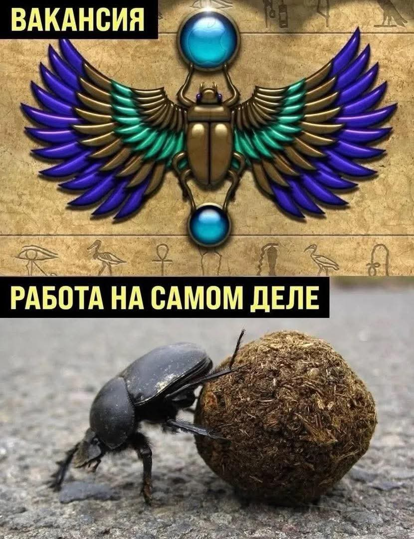😺🪲 | Сетка — социальная сеть от hh.ru