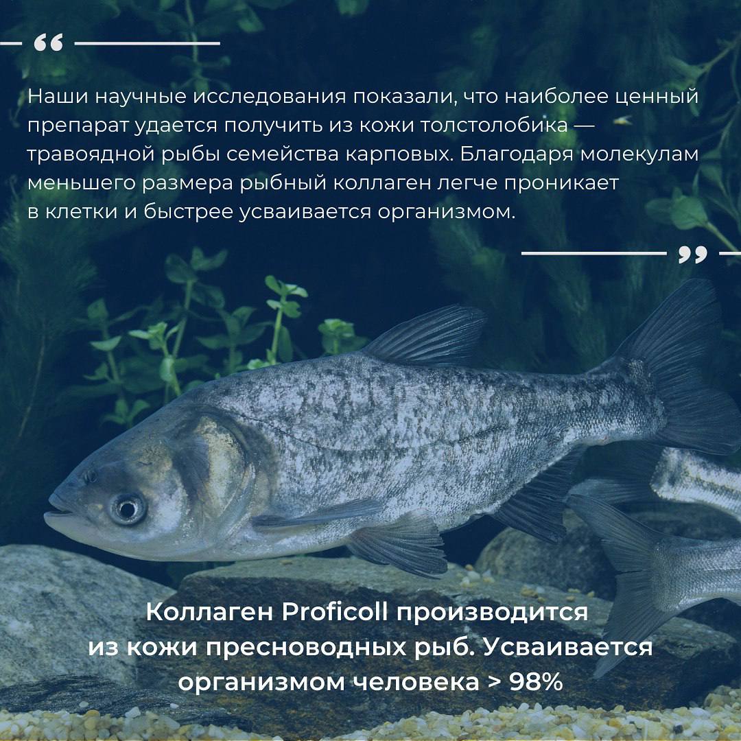 Как создавался коллаген Proficoll
Рассказывает основатель бренда Иван Котов
Коллаген Proficoll это:
▫️Инновационный продукт от российских биотехнологов
▫️Запатентованная технология
▫️Сертификаты безоп... | Сетка — социальная сеть от hh.ru